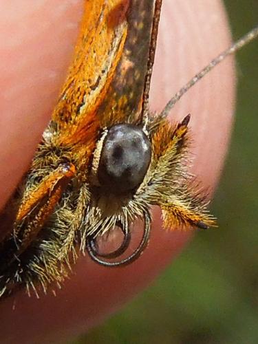 Réf. 328 161 : Melitaea athalia athalia